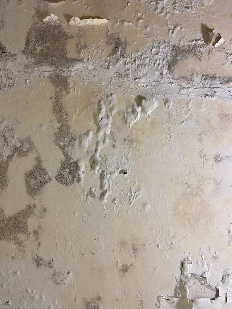 Best Commercial Mold Remediation in Centerville, GA