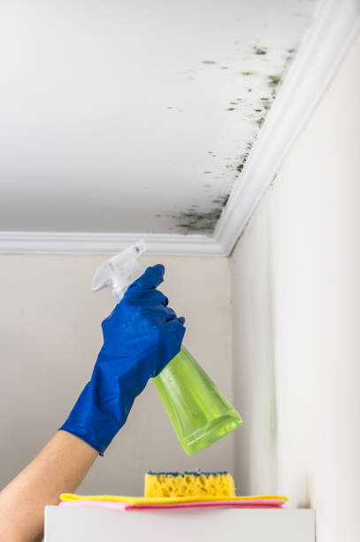 Best Post-Flood Mold Remediation in Centerville, GA